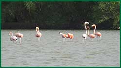 flamingo's