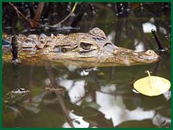 caiman