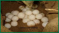 schildpad eieren