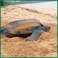 leatherback zeeschildpad