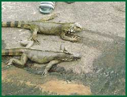 Iguanas